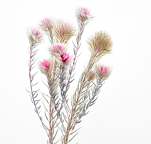 フィリカ　PSD　バーガンディ　10386