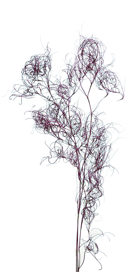 クルクル・ゴアナクロ　バーガンディ　10390