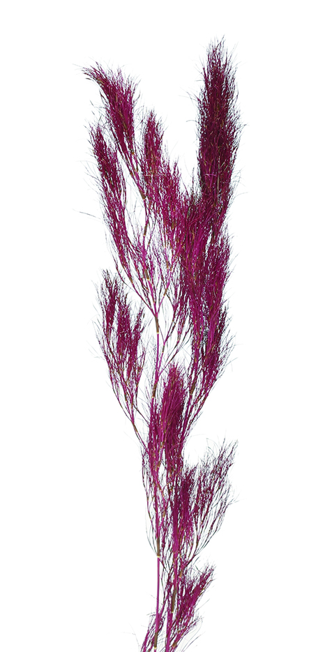 モシャモシャ・コアラファーン　バーガンディ　10394