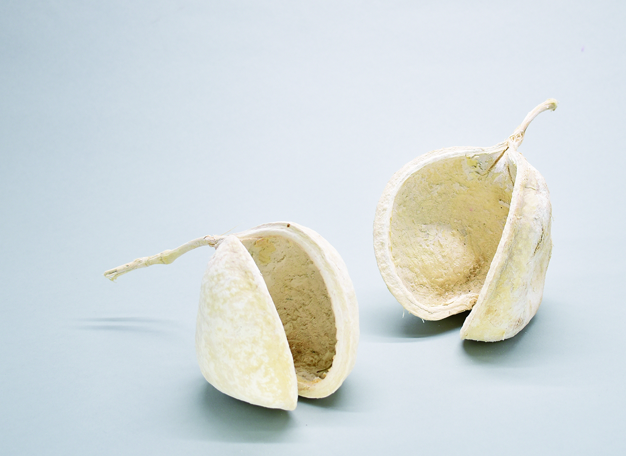 ブッダナッツ　サラシ　10403