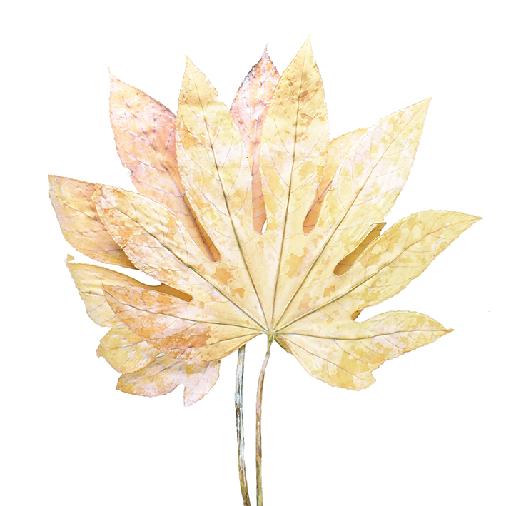 ヤツデ・L　サラシ　10408