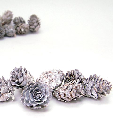 カラマツ　グレイッシュ