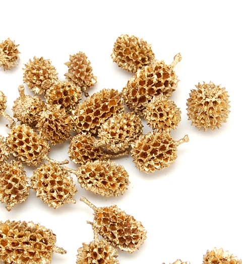 カスリナ  ゴールド