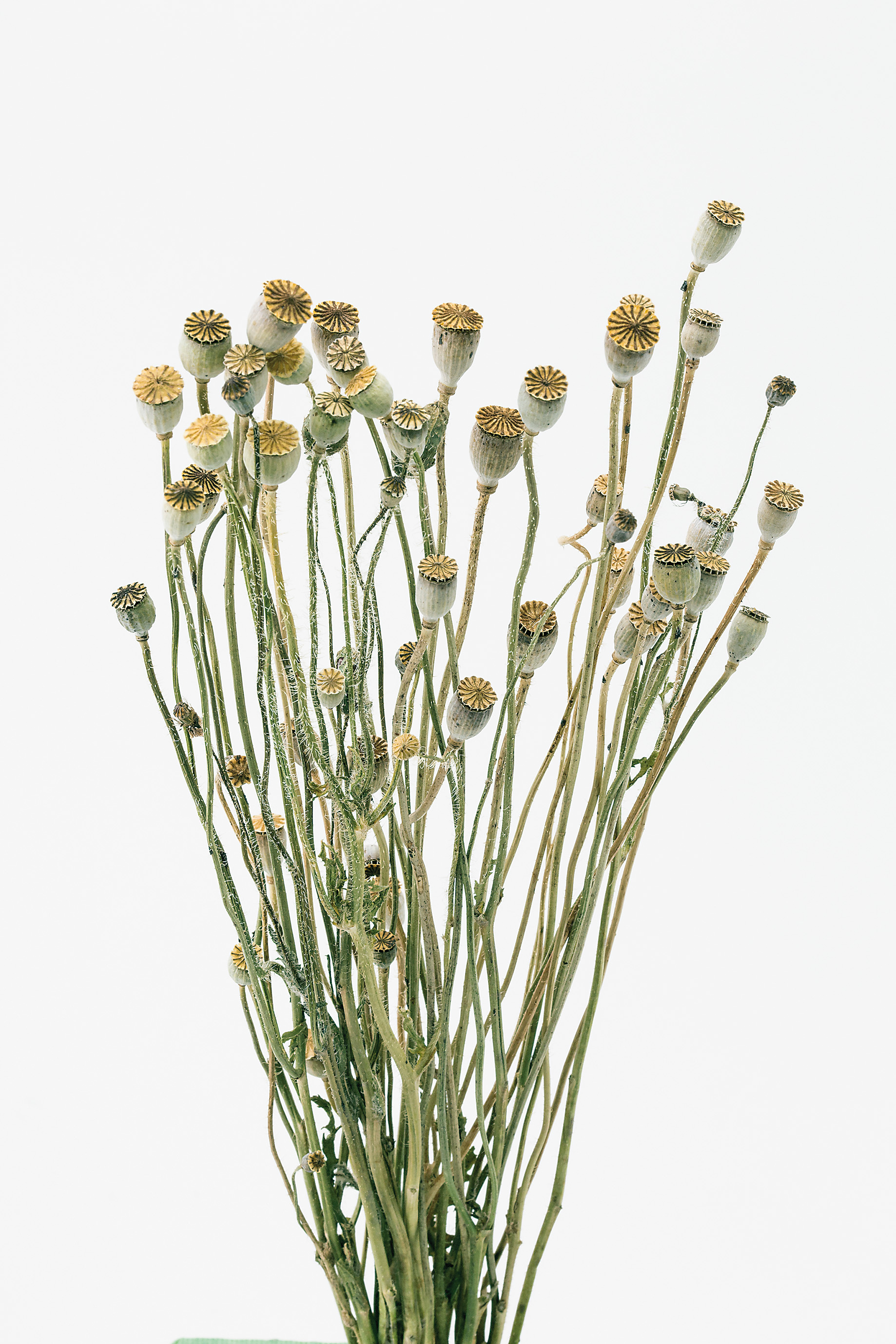 シャーリーポピー　N　10600-000