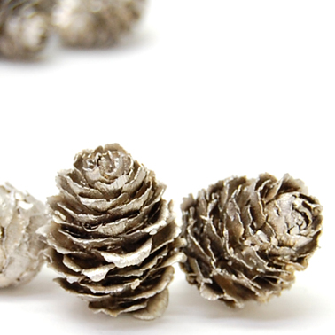 カラマツ  プラチナ