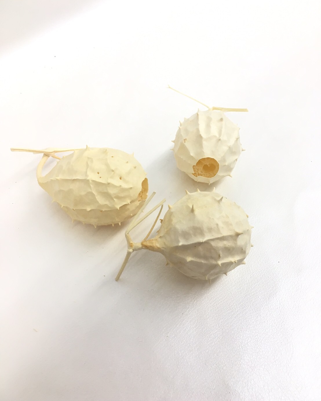 ヘチマラウンド・殻付き