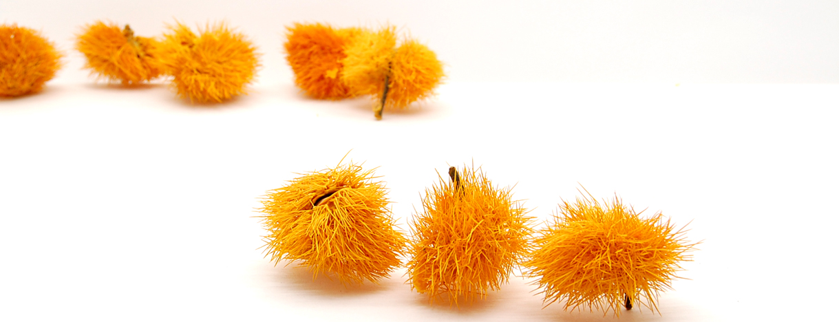 チェスト・ホースク　オレンジ