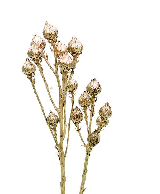 バークヤコリアセア　ゴールド　10753