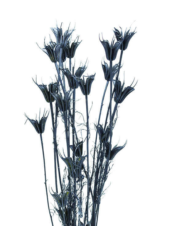 ニゲラオリエンタリス　スチールグレイ　10764