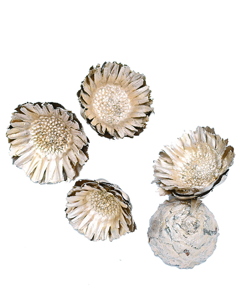 コンパクターヘッド　プラチナ　10793