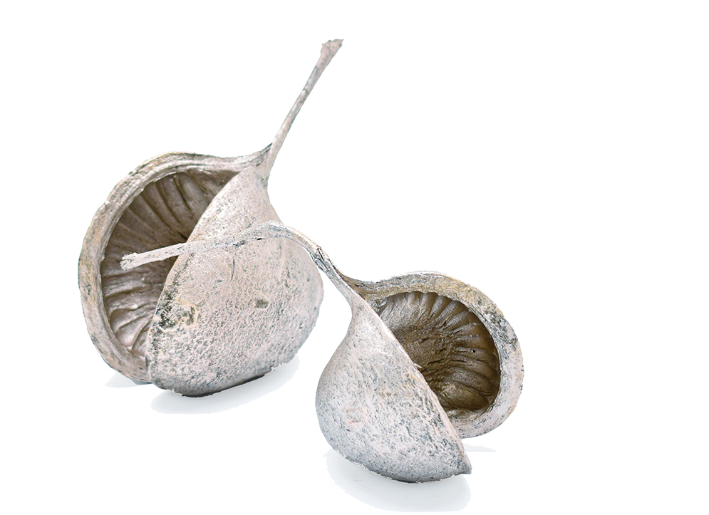 ブッダナッツ　プラチナ　10795