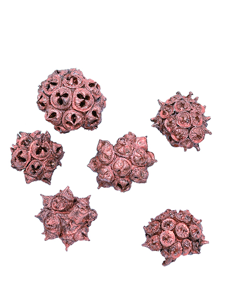 スパイダーガム・ノブ　ブロンズ　10799