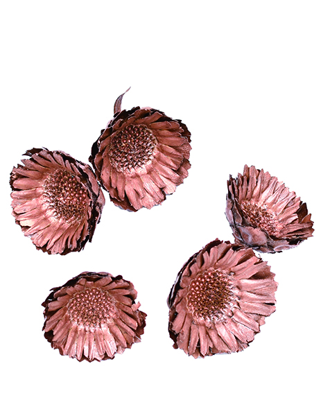 コンパクターヘッド　ブロンズ　10800