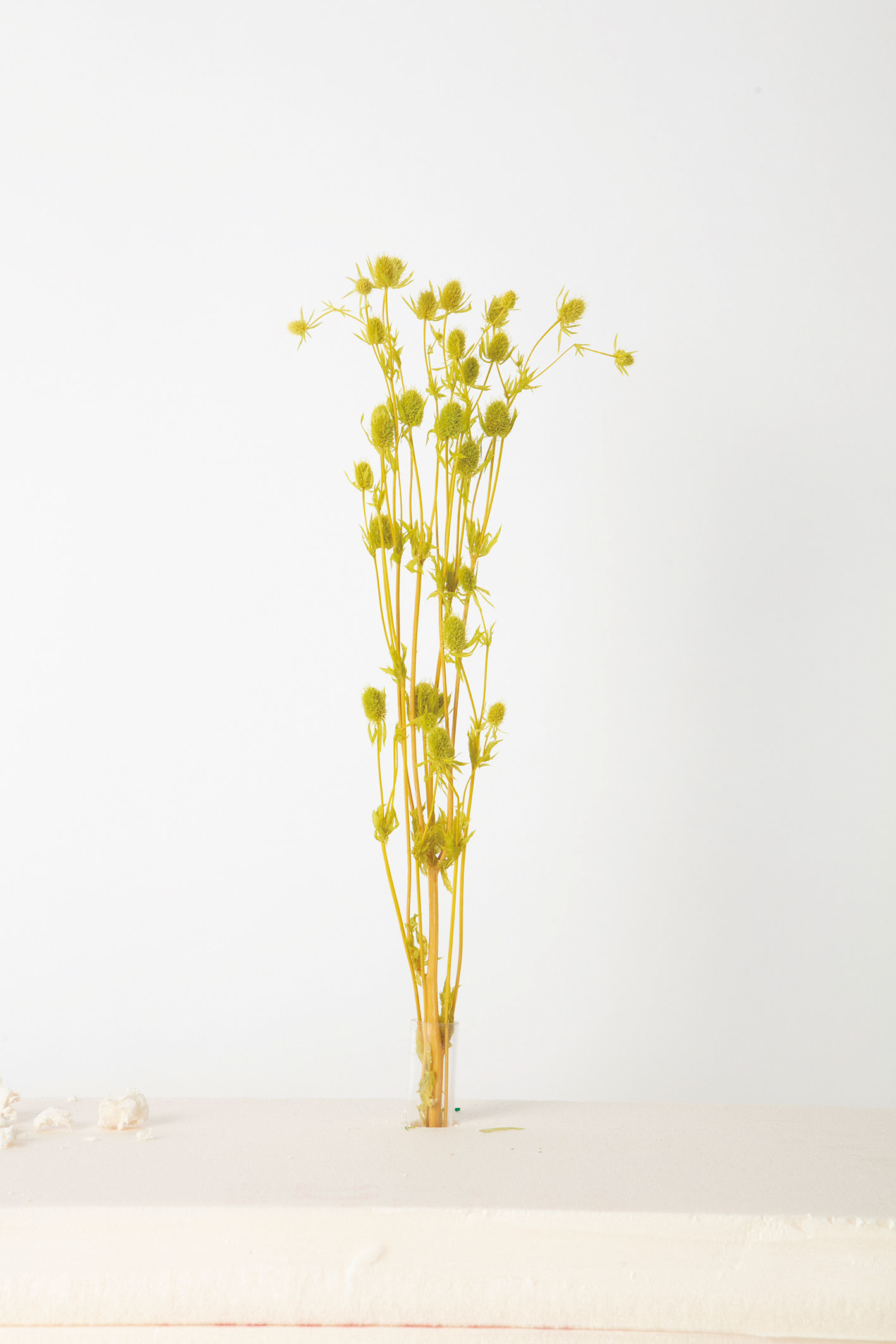 エリンジウム　ライトグリーン　AN80026-52B メーカー廃盤セール70％OFF