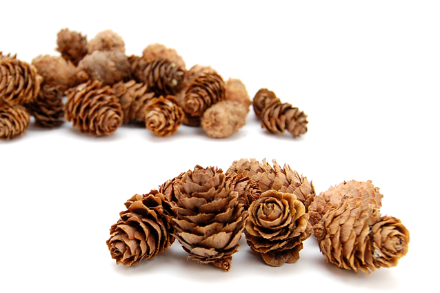 カラマツ　国産　ナチュラル