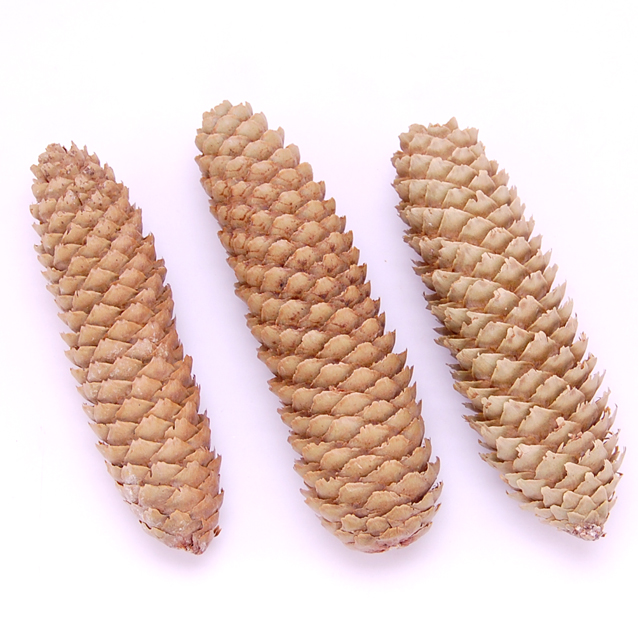 ドイツトウヒ ナチュラル ドライフラワー卸売り販売のミルキーウェイ