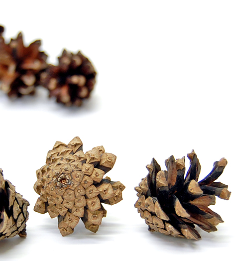 グイマツ　ナチュラル　30083