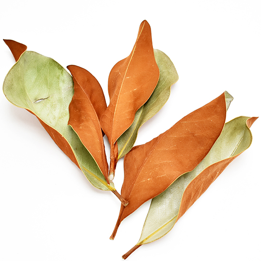 マグノリアリーフ・チップ　ナチュラル　12301