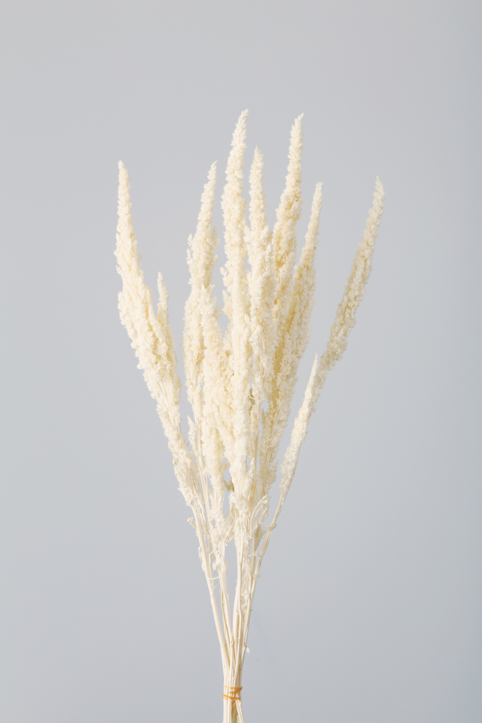 アマランサス　オフホワイト　13500-011