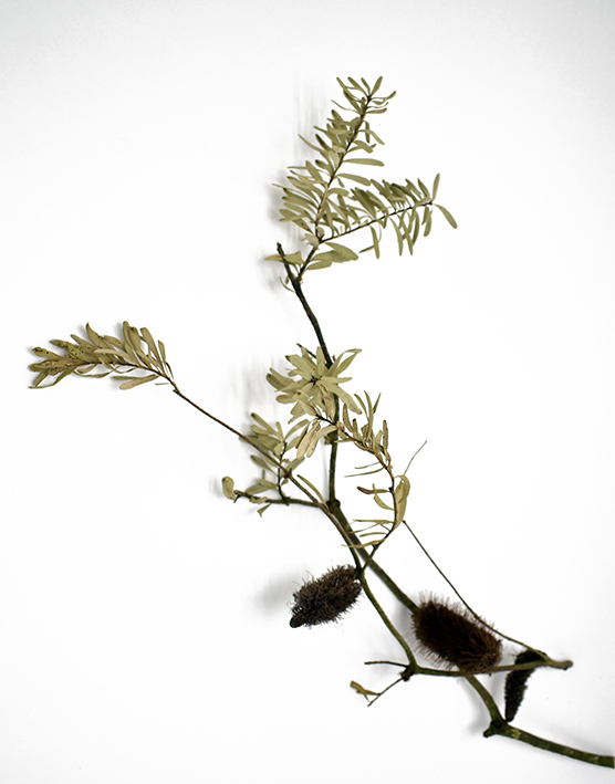 バンクシア・マルギナータ  ナチュラル