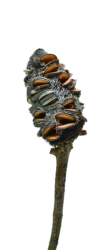 ブラックコーンズ・大　ナチュラル　14046