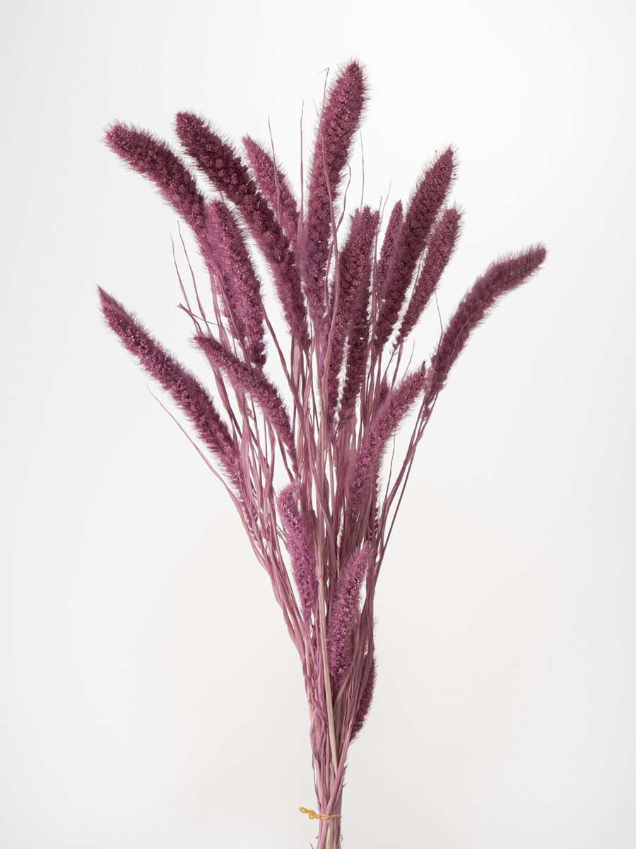 セタリア　ピンクパープル　14500-151　※メーカー廃盤セール60％ＯＦＦ