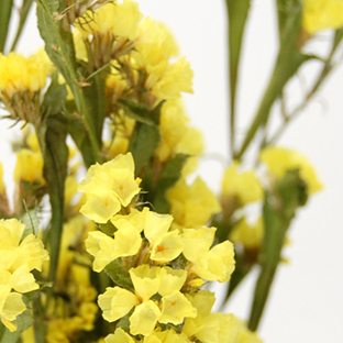 スターチス  ナチュラルイエロー　17039