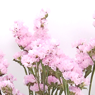 スターチス　ナチュラルピンク　17036