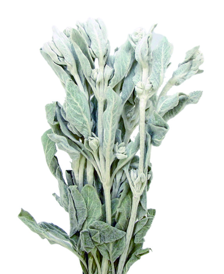 ラムズイヤー　ナチュラル　17083