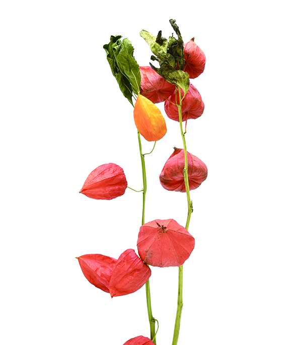 ホオズキ　ナチュラル　17093