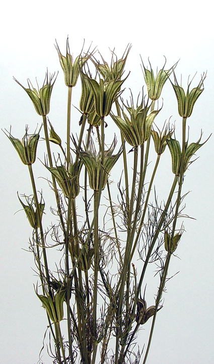 ニゲラオリエンタリス　ナチュラル　17160