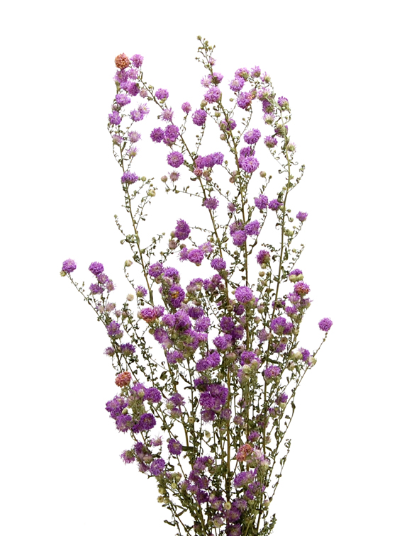 クジャクアスター ナチュラルピンク