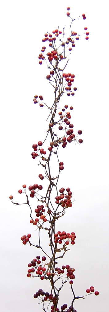 サンキライ実付き　