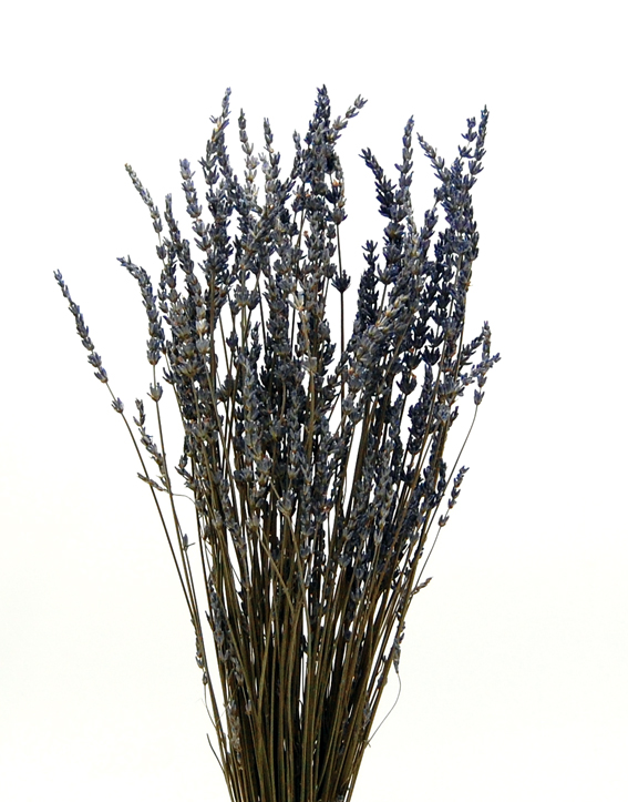 ラベンダー グロッソ ドライフラワー卸売り販売のミルキーウェイ