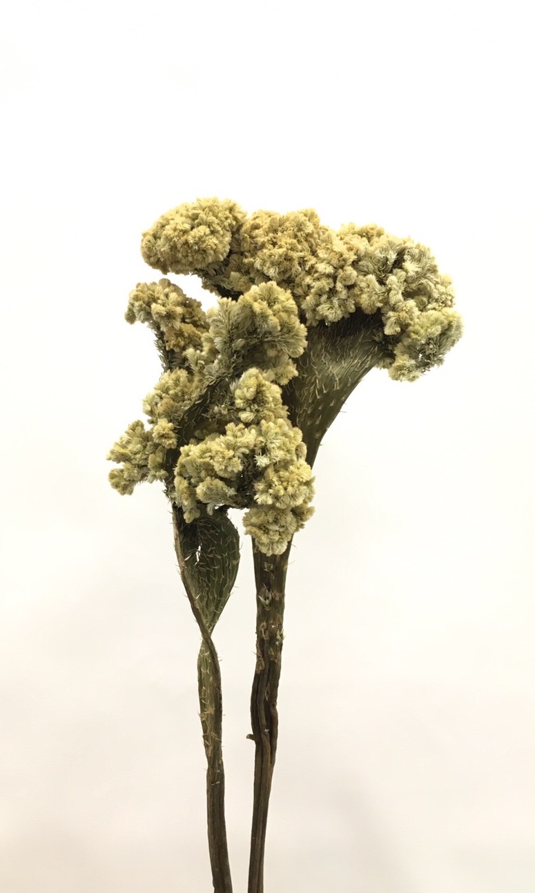 久留米ケイトウ　Ｎ/グリーン