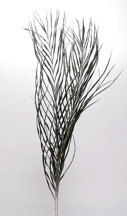 アレカヤシ ドライフラワー卸売り販売のミルキーウェイ アレカヤシ ドライフラワー卸売り販売のミルキーウェイ