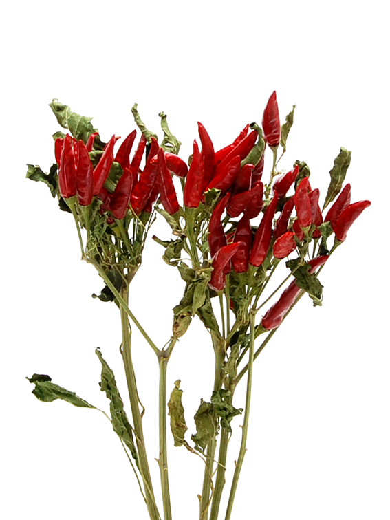 タカノツメ　ナチュラルレッド