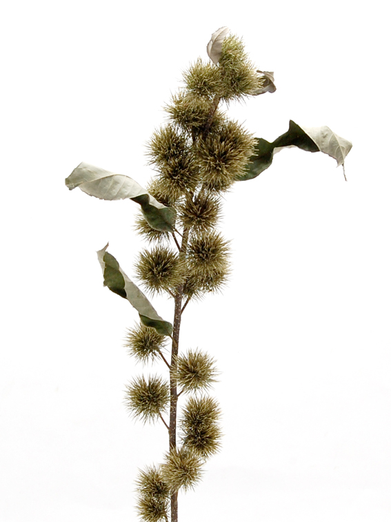 ミニ栗・枝付　ナチュラル