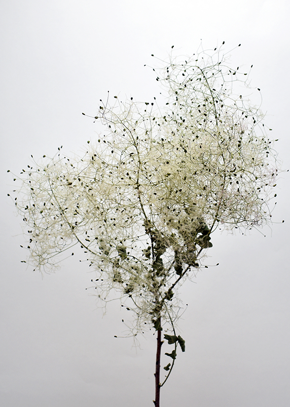 スモークツリー・グリーンファー　ナチュラル　17292