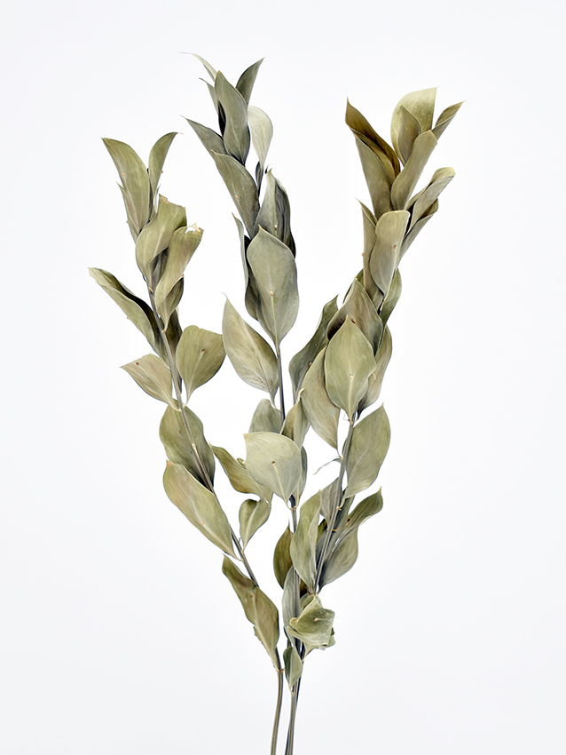 ルスカス　ナチュラル　17308