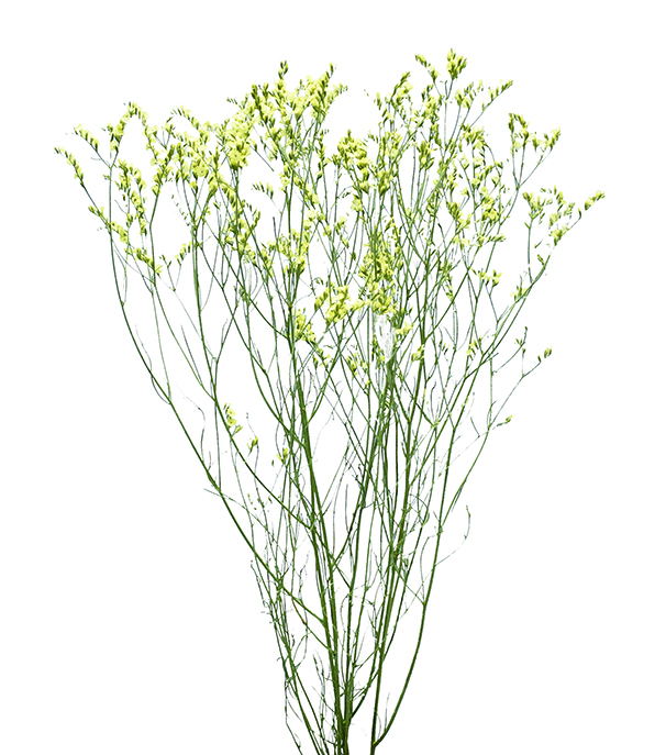 HBチース　N.イエロー系　17312