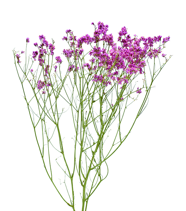 HBチース　N.ダークピンク系　17315