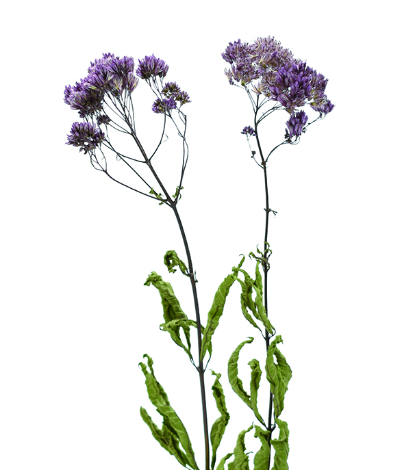 フジバカマ　ナチュラル　17318