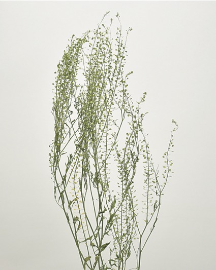 タラスピ・ナズナ　ナチュラル　17321