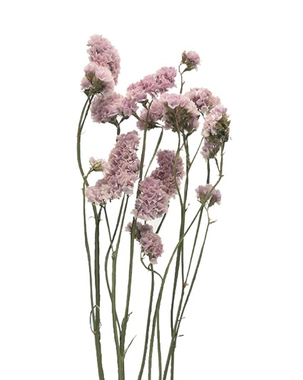 スターチス　ビンテージアッシュ　ナチュラル　