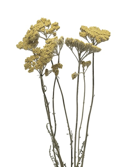 ミニアキレア　ナチュラル　17323