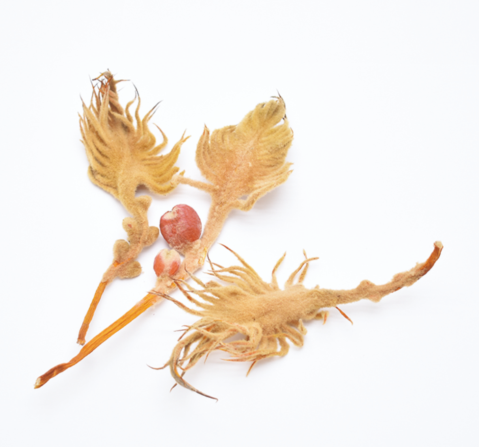 ゴーストウッド・炎　ナチュラル　17325