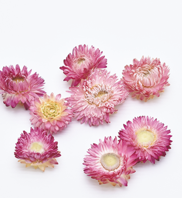 ヘリクリサム・ブルーミング　ナチュラルソフトピンク　17332