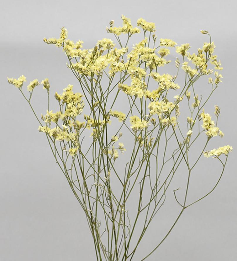 HBチース　ナチュラルイエロー系　17370