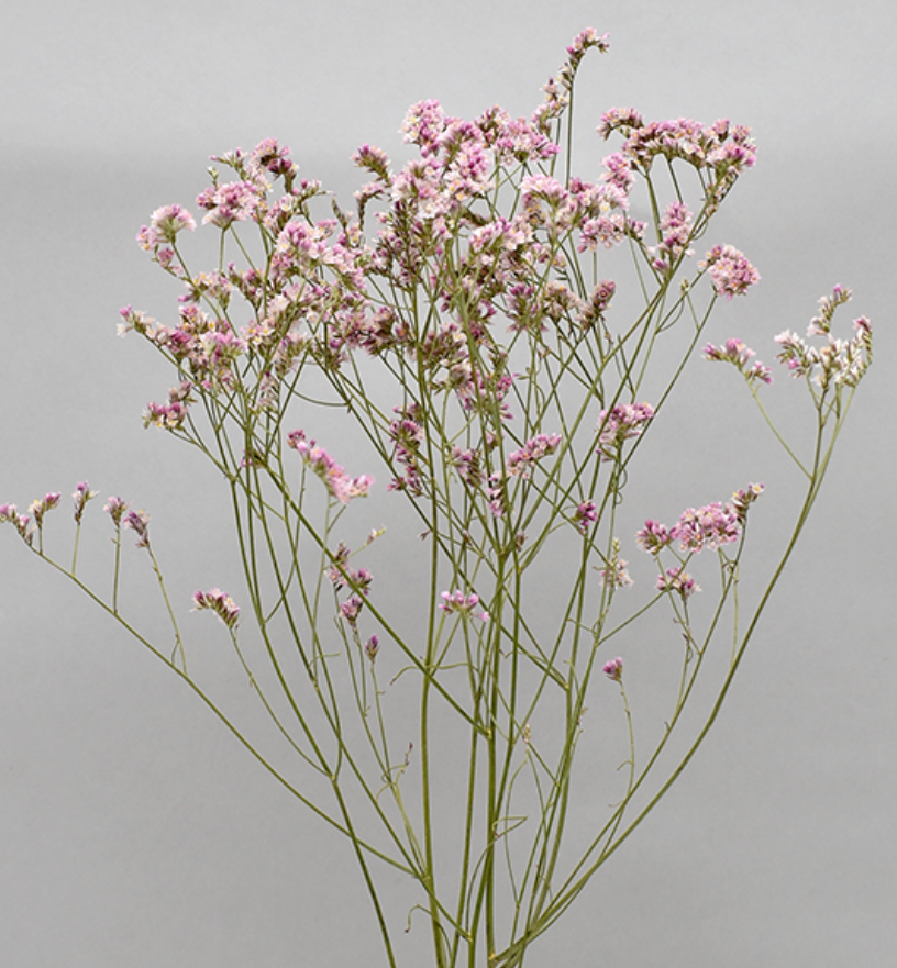 HBチース　ナチュラルソフトピンク系　17371